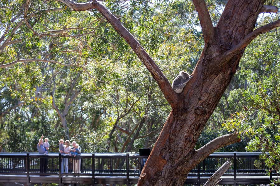 Port Stephens: Koala Sanctuary General Admission Ticket - Your $19 day at Port Stephens Koala Sanctuary