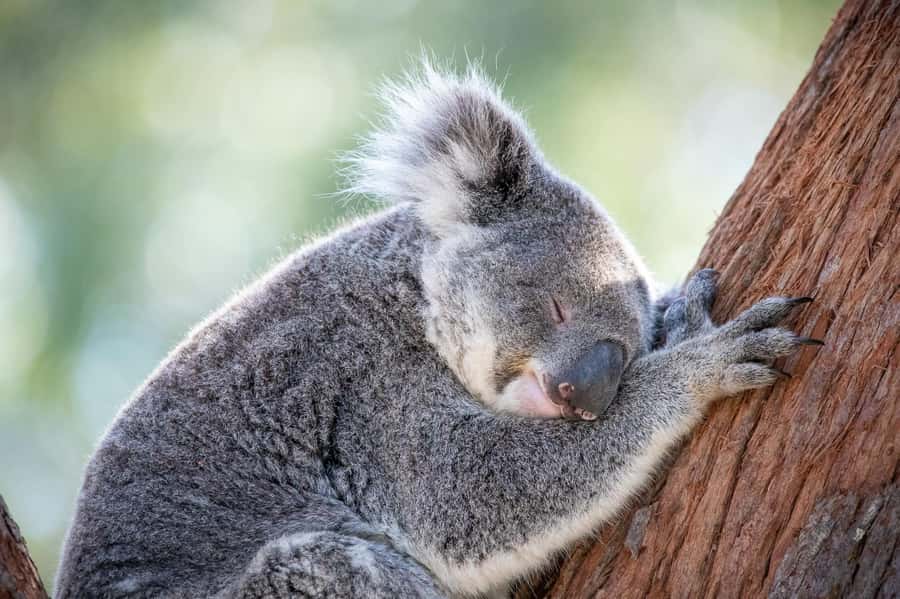 Port Stephens: Koala Sanctuary General Admission Ticket - The Koala Hospital window: why it feels different than a typical exhibit