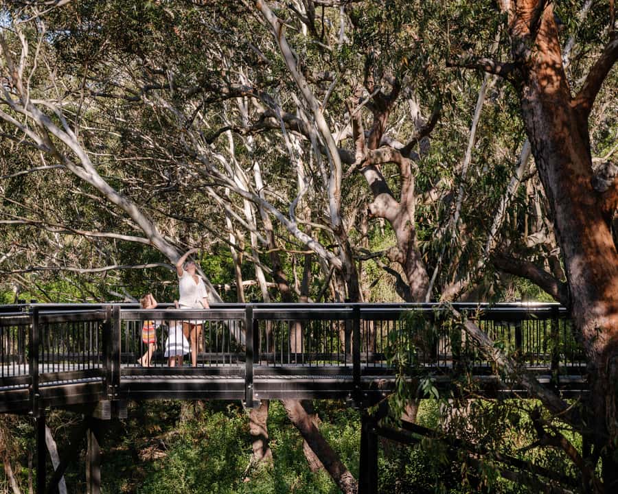 Port Stephens: Koala Sanctuary General Admission Ticket - SKYwalk at Newcastle Airport: 225m of tree-top views