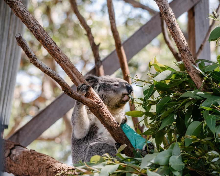 Port Stephens: Koala Sanctuary General Admission Ticket - Walking the sanctuary: what the paths are really for