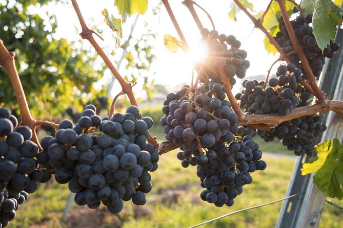 Premium Hunter Valley Wine Tour with Lunch from Sydney - Price and value: what you’re really paying for