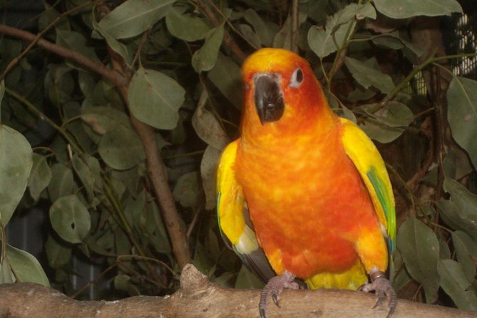 PRIVATE Blue Mountains day tour with local guide. - Stop 2: Featherdale Sydney Wildlife Park (about 1 hour, ticket included)