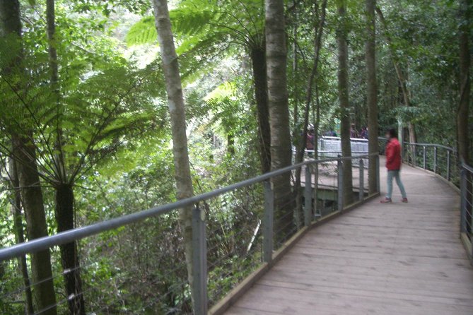 PRIVATE Blue Mountains day tour with local guide. - Starting at 8:00 am: how the day flows from morning to harbor