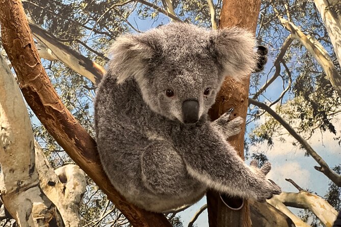 Private Blue Mountains Day Trip VIP from Sydney luxury Mercedes - A Luxury Mercedes Blue Mountains Day That Starts Stress-Free