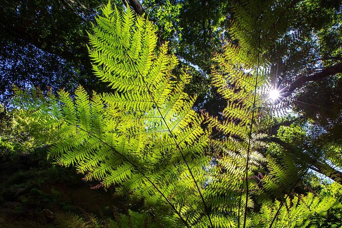 Private Blue Mountains Escape The Crowds Mercedes Tour - Leura or Katoomba lunch: the day’s best flexibility moment