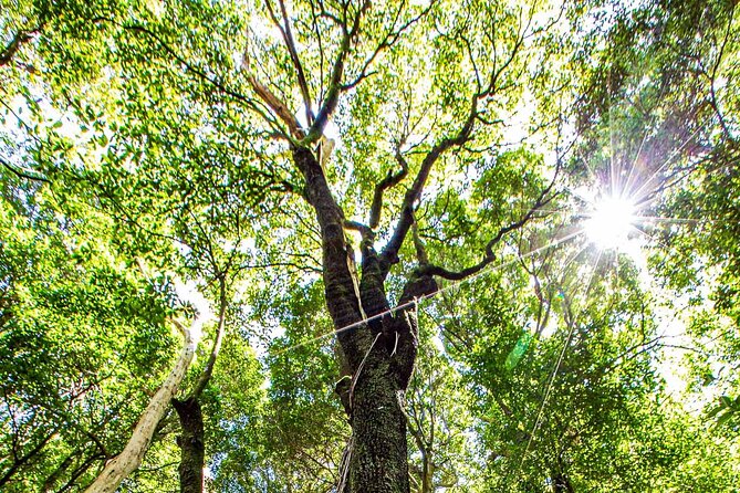 Private Blue Mountains Escape The Crowds Mercedes Tour - Wentworth Falls: rainforest edge walking with a real waterfall payoff