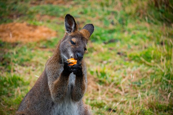 PRIVATE Blue Mountains Scenic World Australian Wildlife & Cruise - The “private day” format that keeps the Blue Mountains fun