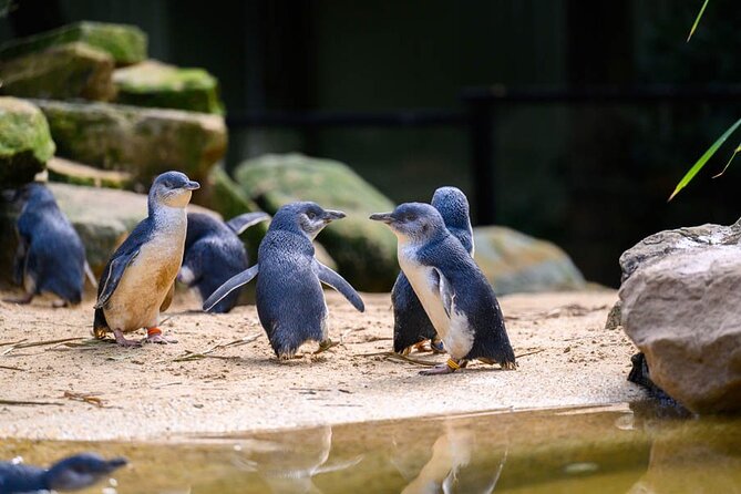 PRIVATE Blue Mountains Scenic World Australian Wildlife & Cruise - Price and value: is $584.55 per person worth it?