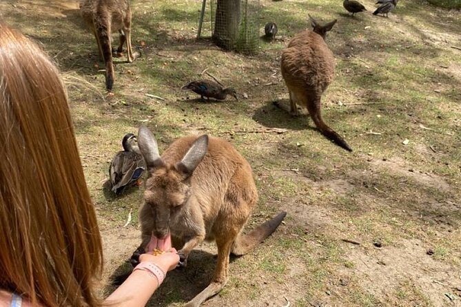 Private Blue Mountains Tour | Waterfalls, Koalas & Views - Scenic World: the optional splurge for big rainforest views and cable cars