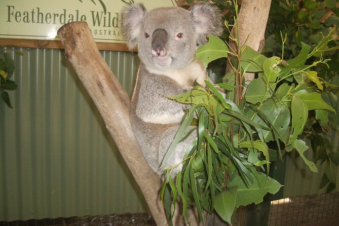 PRIVATE Blue Mountains Tour, Wildlife Park and River Cruise - The 8am pickup that makes this feel like a real day trip
