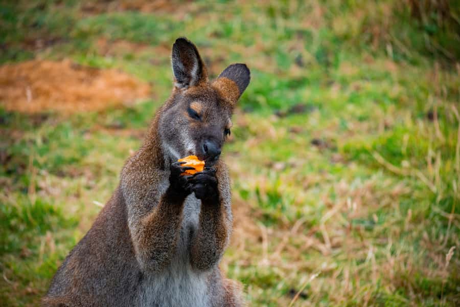 Private BlueMountains, ScenicWorld & AustralianWildlife Tour - Key things to know before you go
