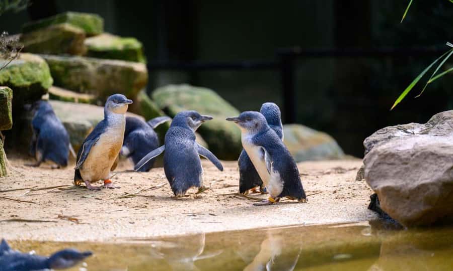 Private BlueMountains, ScenicWorld & AustralianWildlife Tour - What the Guide Gets Right: Joseph’s Timing, Photo Skills, and Flexibility