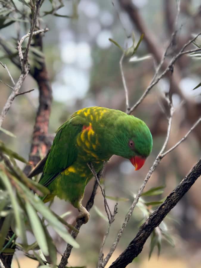 Private BlueMountains, ScenicWorld & AustralianWildlife Tour - Price and Value: Is $920 Worth It for a Private 10-Hour Day?