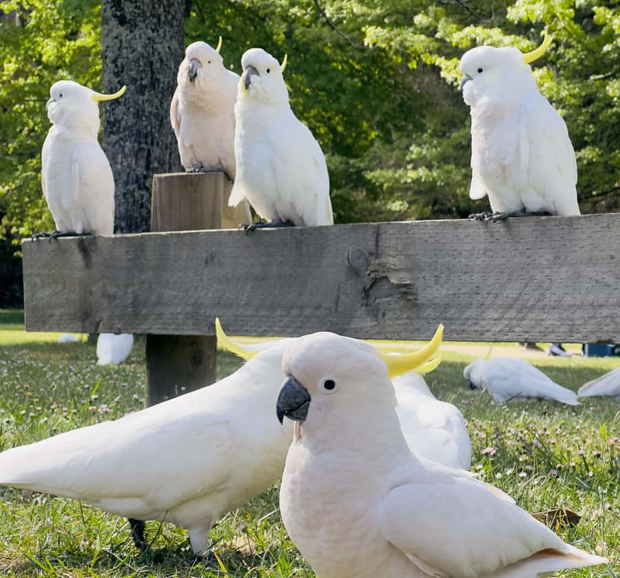 Private BlueMountains, ScenicWorld & AustralianWildlife Tour - What to Bring, Rules That Affect Your Day, and Mobility Notes