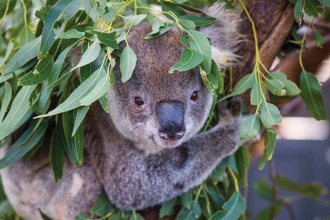 Private Guided Tour: Blue Mountains Tour from Sydney - Why a private Blue Mountains day beats DIY chaos