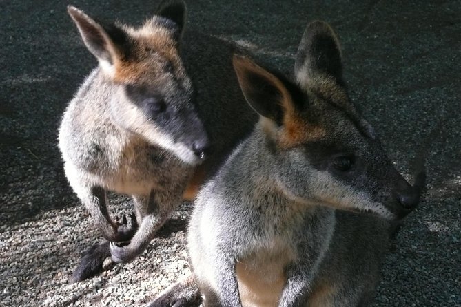 Private Guided Tour from Sydney to Blue Mountains National Park - Private hotel pickup in Sydney: how to make the day easy