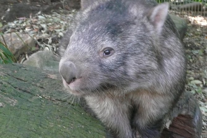 Private Guided Tour from Sydney to Blue Mountains National Park - Logistics and group size: what “private” really means for you