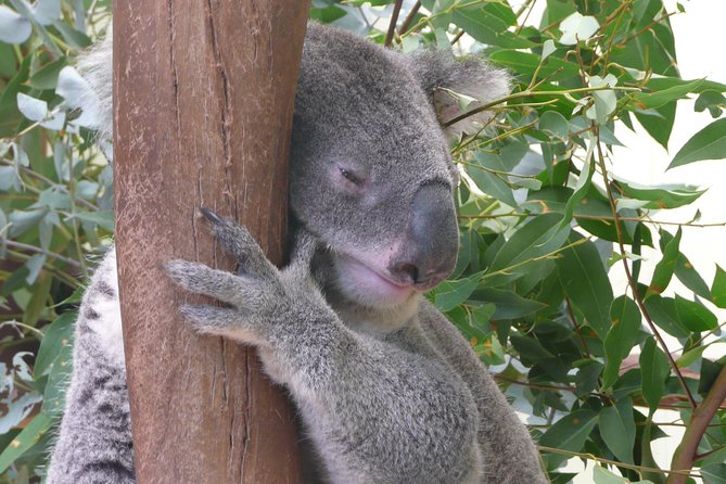 Private Guided Tour from Sydney to Blue Mountains National Park - Morning start: Featherdale Wildlife Park before the views