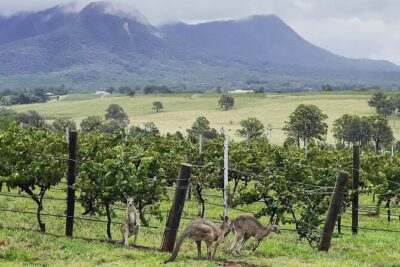 Private Hunter Valley Wine Tasting Tour from Sydney - Wollombi: the optional town stop and how it affects your wine count
