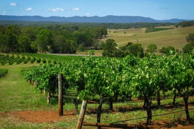 Private Luxury Tour: Tastes of the Hunter Valley - Sydney pickup at 7:30am: early, but the schedule is built for it