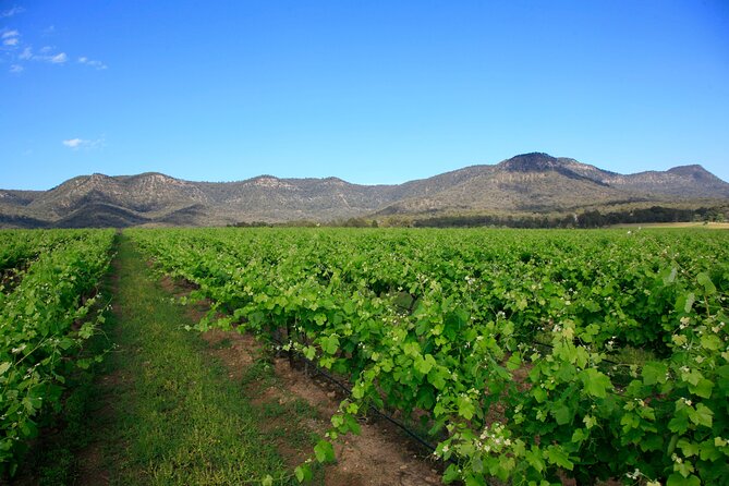 Private Luxury Tour: Tastes of the Hunter Valley - Wine-and-chocolate pairing and cheese sampling: the day’s smart palate break