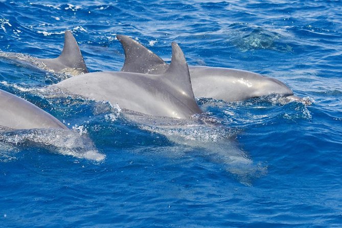 Private Port Stephens Day Trip from Sydney incl Dolphin Cruise - Key Things I’d Plan for on This Tour