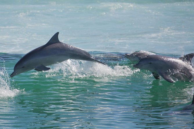 Private Port Stephens Day Trip from Sydney incl Dolphin Cruise - Stockton Sand Dunes: Sandboarding Time on the White-Sand Country