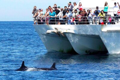 Private Port Stephens Day Trip from Sydney incl Dolphin Cruise - Harbour Bridge and Hawkesbury River Stops: The Scenic Warm-Up