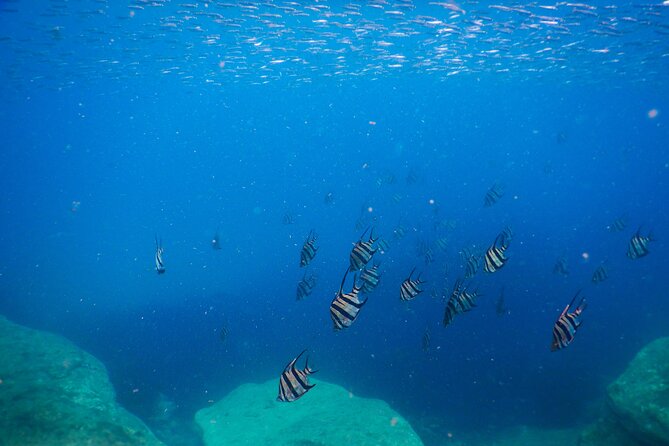 Private Snorkeling Tour In Sydney's Marine Reserve - What You’ll See Underwater: Kelp, Reefs, and Sydney’s Sea Life