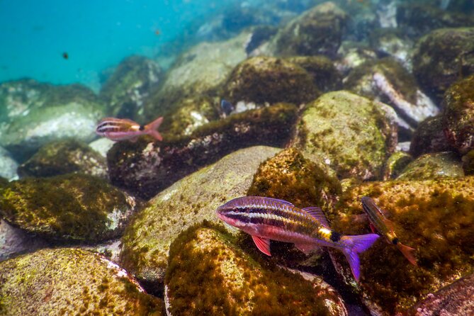 Private Snorkeling Tour In Sydney's Marine Reserve - Safety and Comfort: First-Time Friendly Without Feeling Like Training Wheels