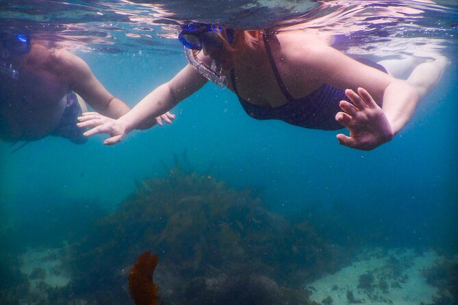 Private Snorkeling Tour In Sydney's Marine Reserve - The Photo Factor: Leaving With Proof You Were There