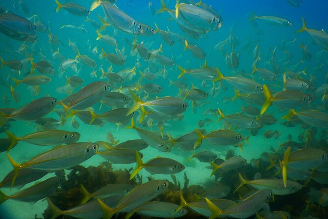 Private Snorkeling Tour In Sydney's Marine Reserve - After Snorkeling: Clovelly Time, Bondi to Coogee Views, or Little Bay Plan B