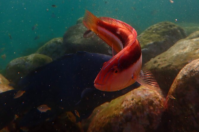 Private Snorkeling Tour In Sydney's Marine Reserve - Price and Value: What $143.09 Buys You (And Why It Can Be Fair)