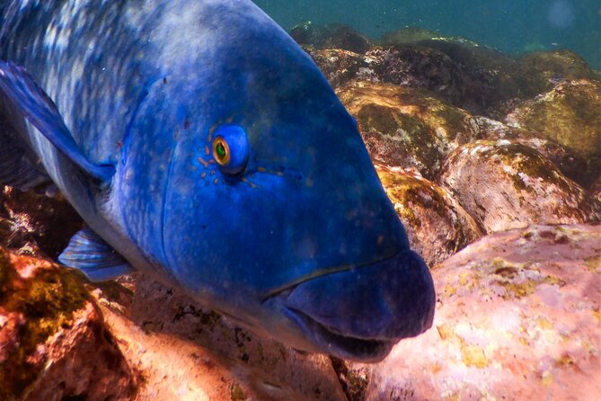 Private Snorkeling Tour In Sydney's Marine Reserve - A Route Tailored to Recent Marine Activity (And Your Own Pace)