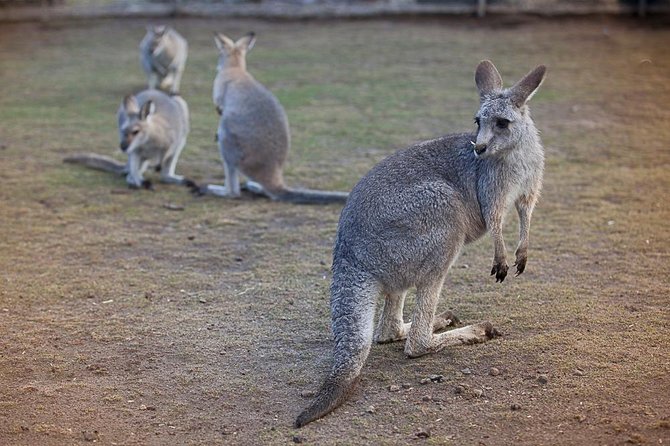 Private Tour: Blue Mountains Day Trip from Sydney - A private Blue Mountains day that trades driving for great stops