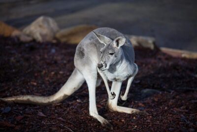 Private Tour: Blue Mountains Day Trip from Sydney - Calmsley Hill City Farm: animal encounters plus a slow, friendly start