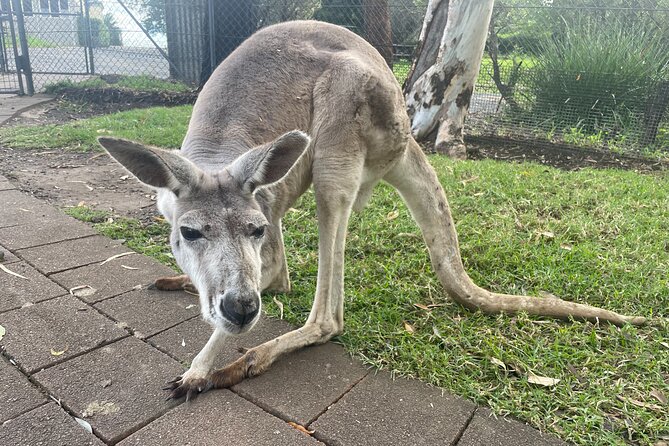 Private Tour: Blue Mountains Day Trip from Sydney - Guides make the difference: what I’d watch for on your day