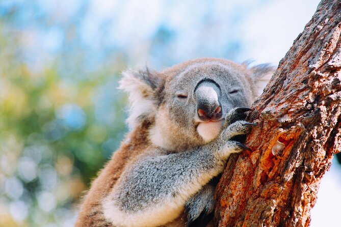 Private Wildlife Waterfalls and Wine Day Tour from Sydney - A south-of-Sydney day that actually feels like a plan