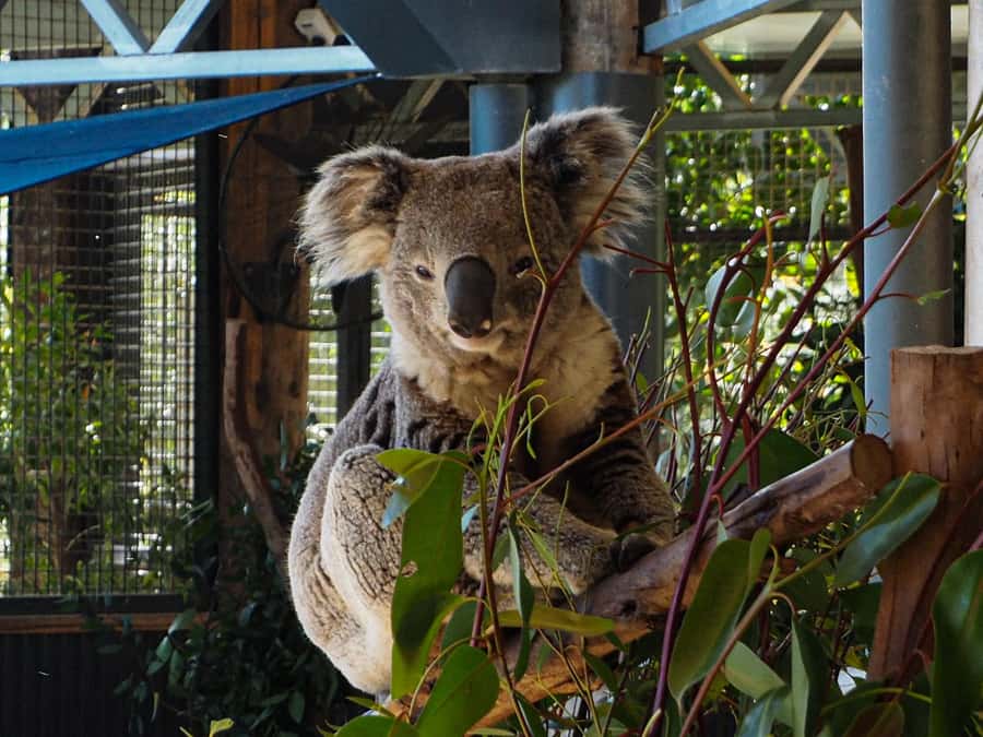 Roos, Blues & Views - Blue Mountains Day Tour w Lunch - Who This Tour Fits Best
