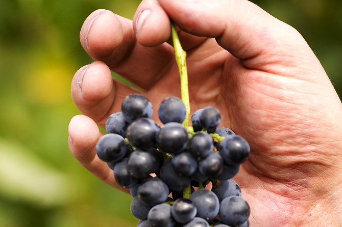 Scenic Hunter Valley Tour with Wine and Cheese Tastings - Guides make or break it: small group energy and live commentary
