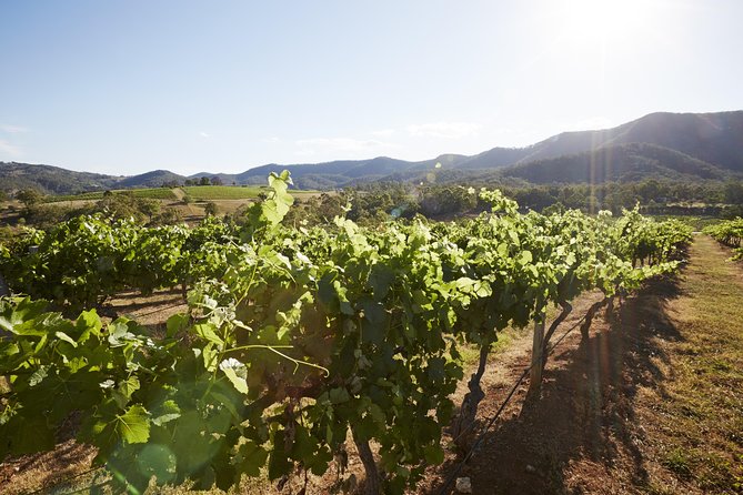 Scenic Hunter Valley Tour with Wine and Cheese Tastings - Price and value: what you’re really paying for at $168.55