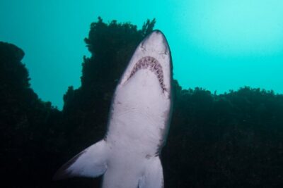 Scuba Dive With Grey Nurse Sharks in Bushrangers Bay - Bushrangers Bay shore sessions: the structure that helps you see more