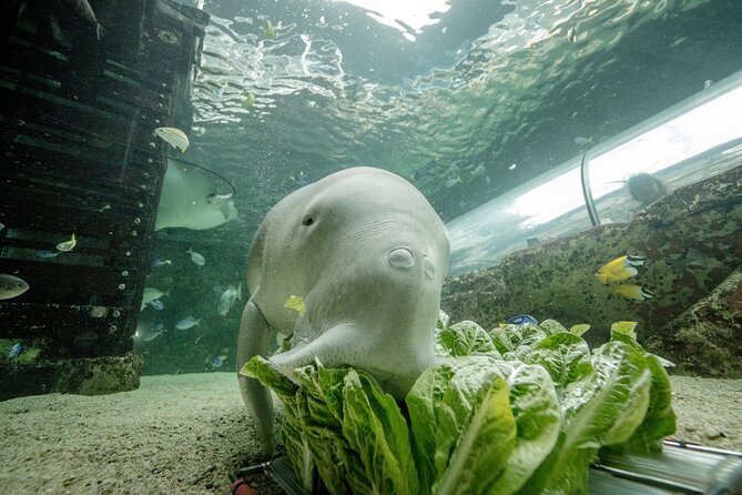 SEA LIFE Sydney Aquarium Entrance Ticket - Key Takeaways Before You Go