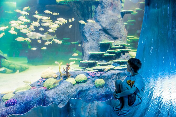 SEA LIFE Sydney Aquarium Entrance Ticket - Shark Valley and the Tank Tunnels: Where the Viewing Feels Personal
