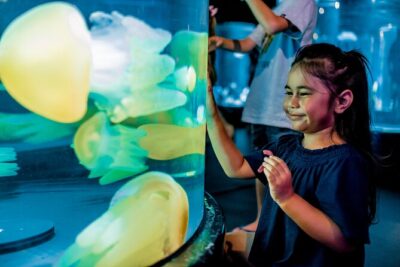 SEA LIFE Sydney Aquarium Entrance Ticket - Day and Night on the Reef: The Great Barrier Reef Exhibit in Full Scale