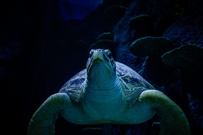 SEA LIFE Sydney Aquarium Entrance Ticket - Dugong Island and Pig’s Story: A Soft, Smart Way to Learn