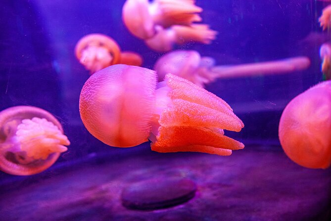 SEA LIFE Sydney Aquarium Entrance Ticket - How Long Is Enough? Pacing for a 1.5-Hour Visit