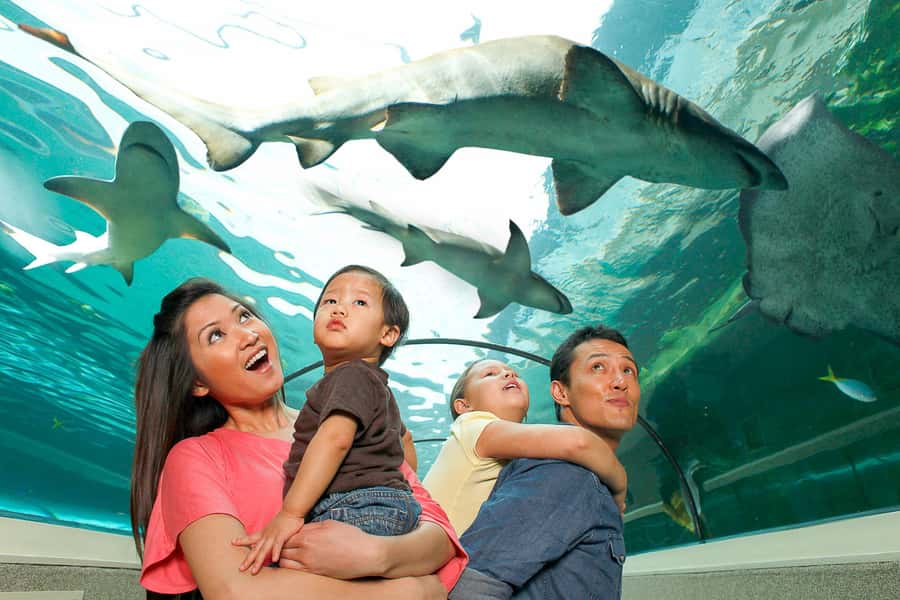 SEA LIFE Sydney Aquarium Entry Ticket - Key Highlights Worth Planning For