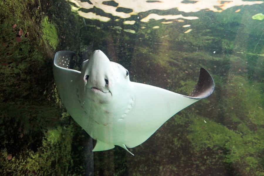 SEA LIFE Sydney Aquarium Entry Ticket - Nemo in His Coral Home and Other Fun Character-Style Displays