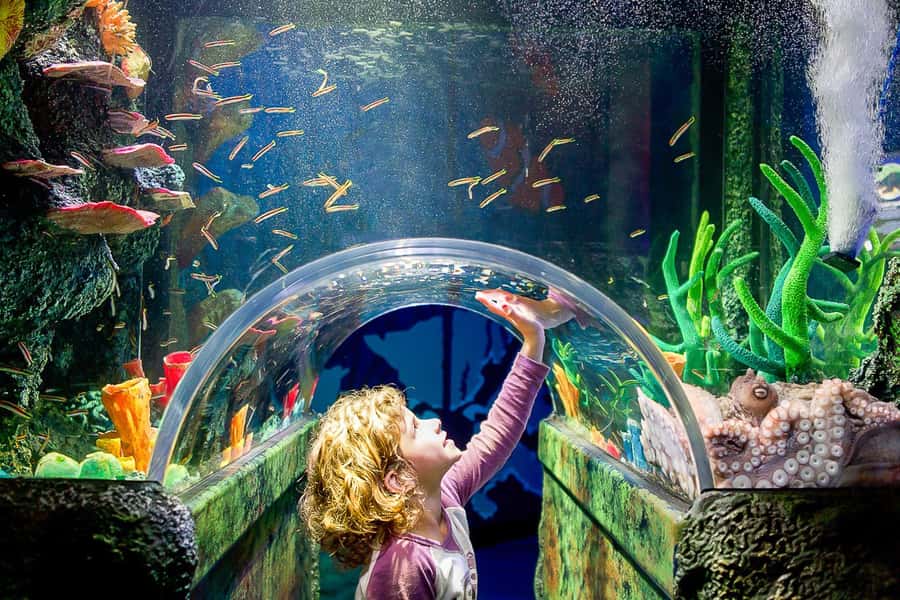 SEA LIFE Sydney Aquarium Entry Ticket - Darling Harbour Logistics: Where You Enter and How to Get There